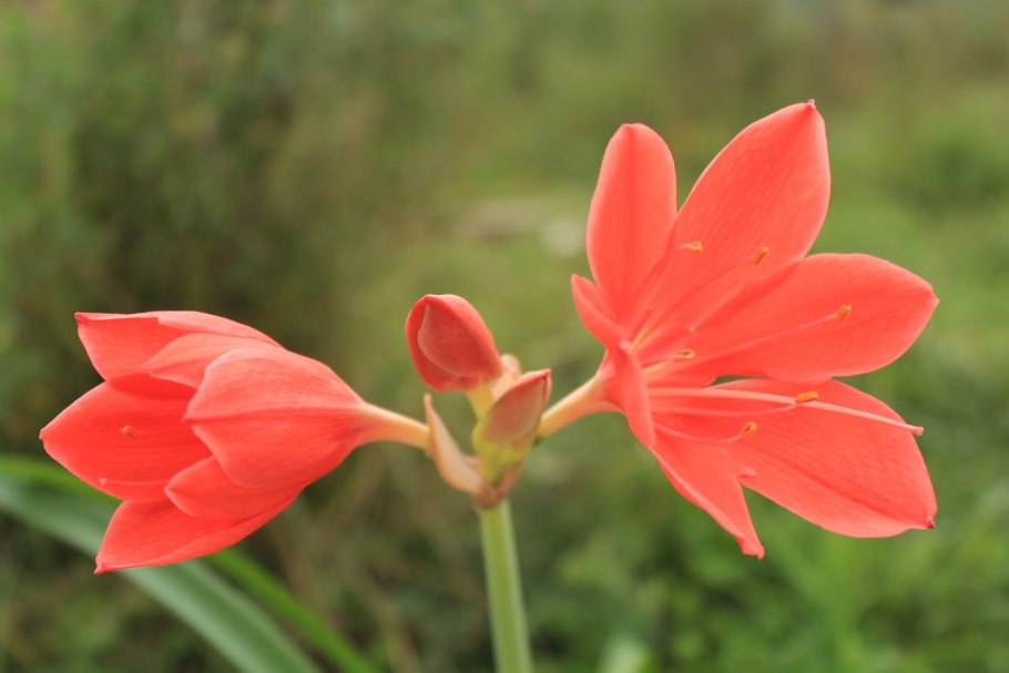 Валлота Циртантус