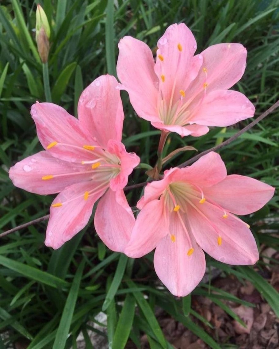 Валлота прекрасная