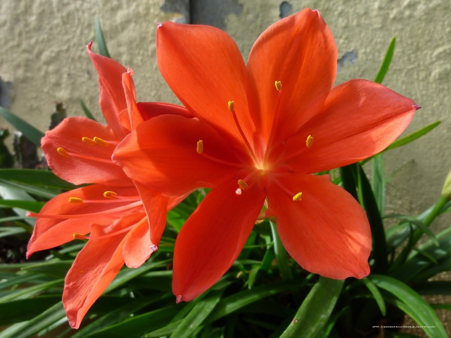 Кливия киноварная