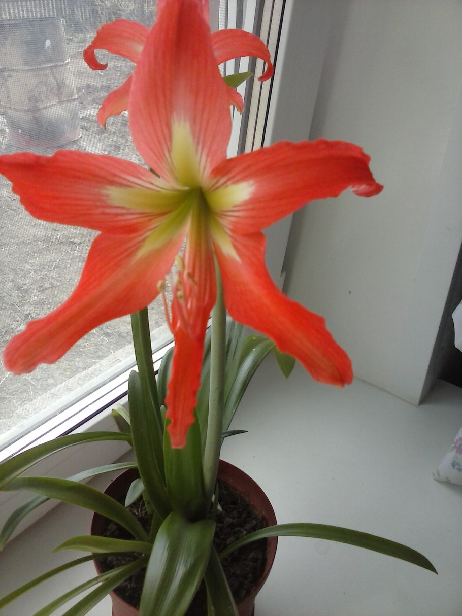 Лилия Кливия