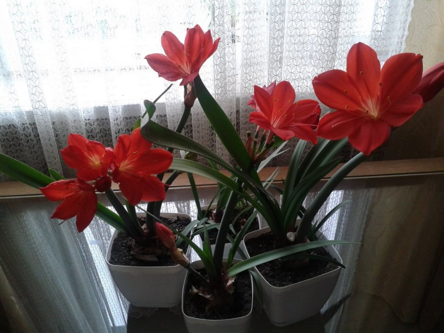 Cyrtanthus mackenii.