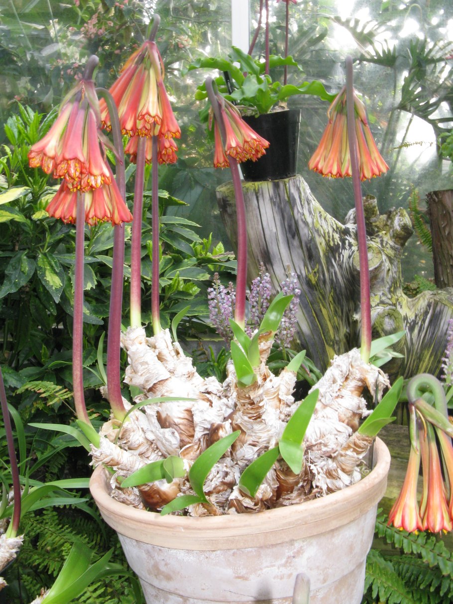 Гиппеаструм Валлота