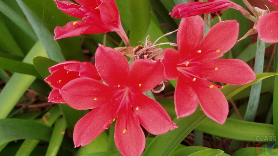 Гиппеаструм Валлота