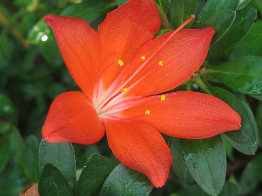 Гиппеаструм Валлота