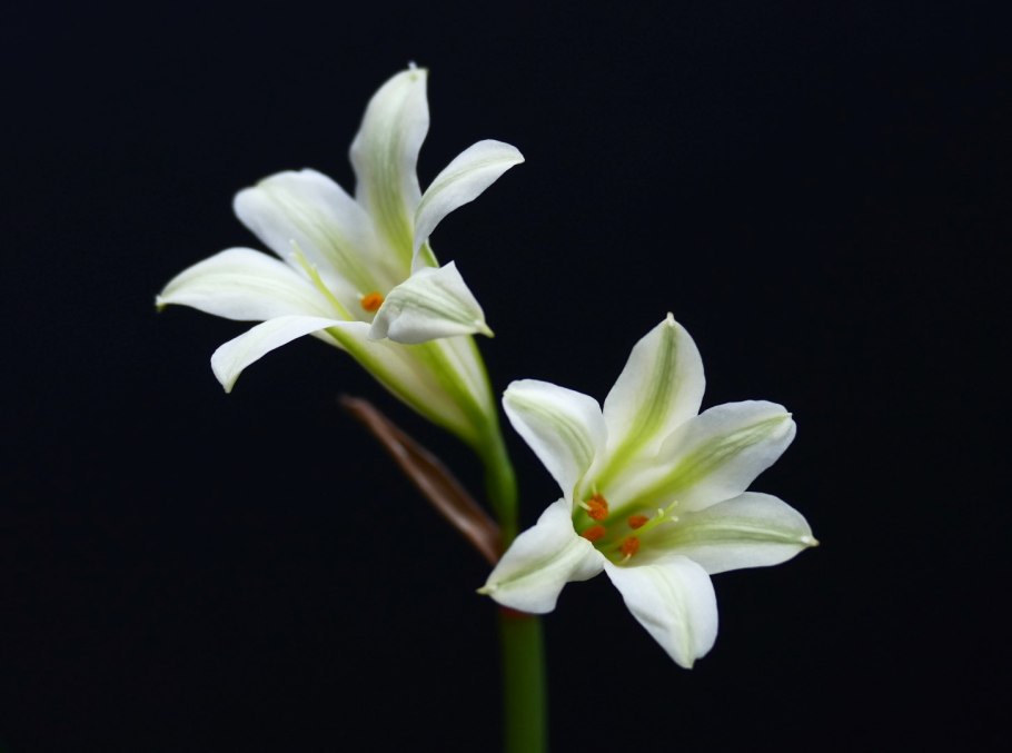 Циртантус белый