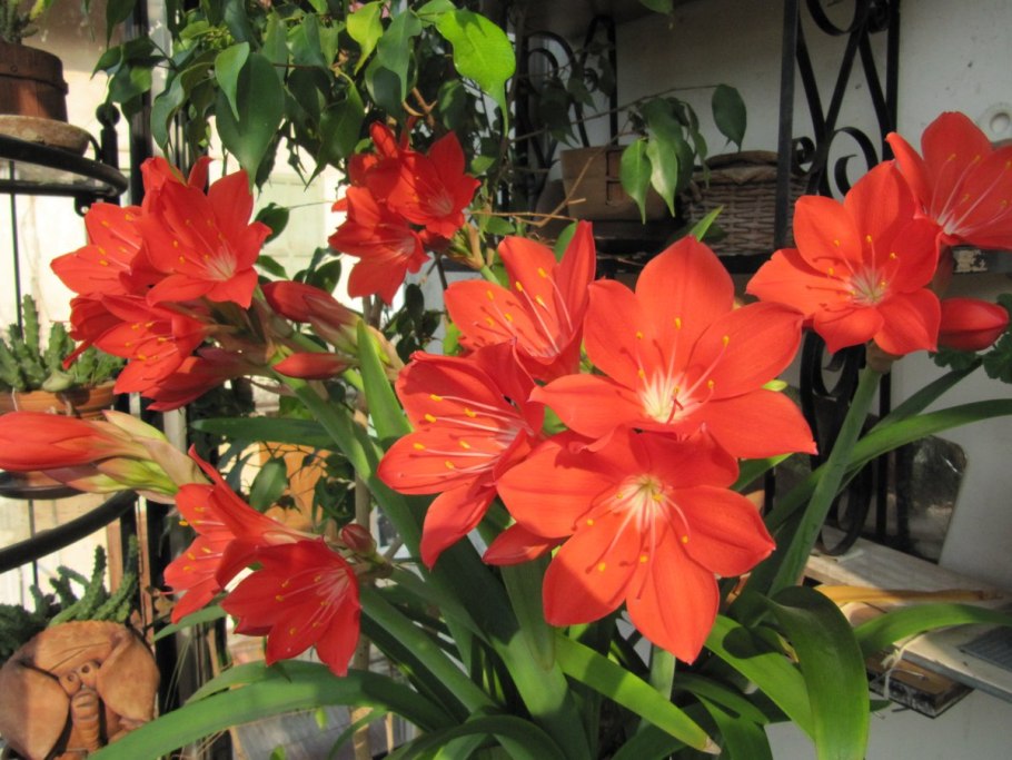 Cyrtanthus mackenii.