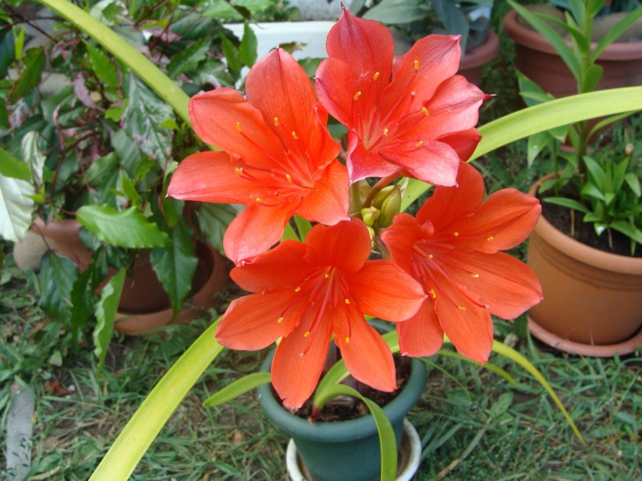 Цветы Валлота и Кливия