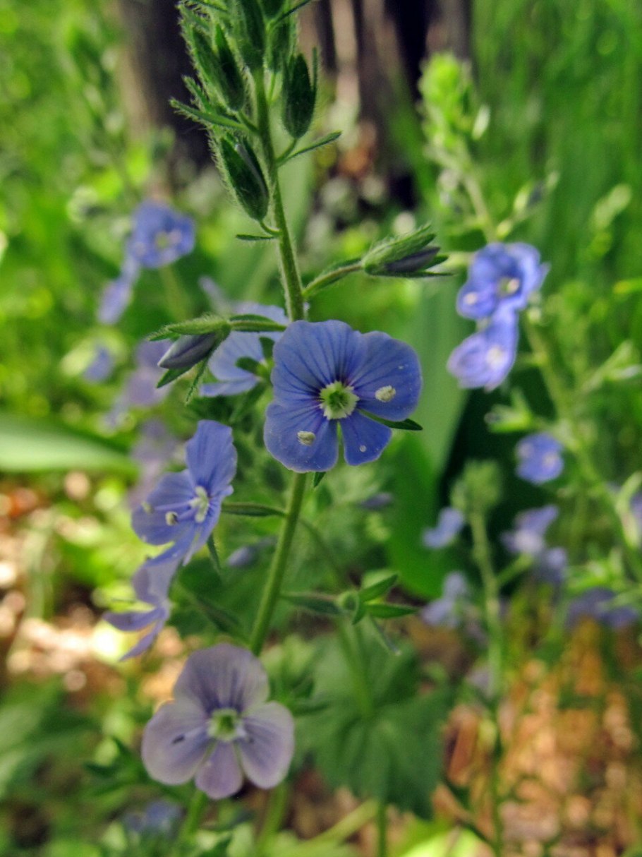 Вероника приставка