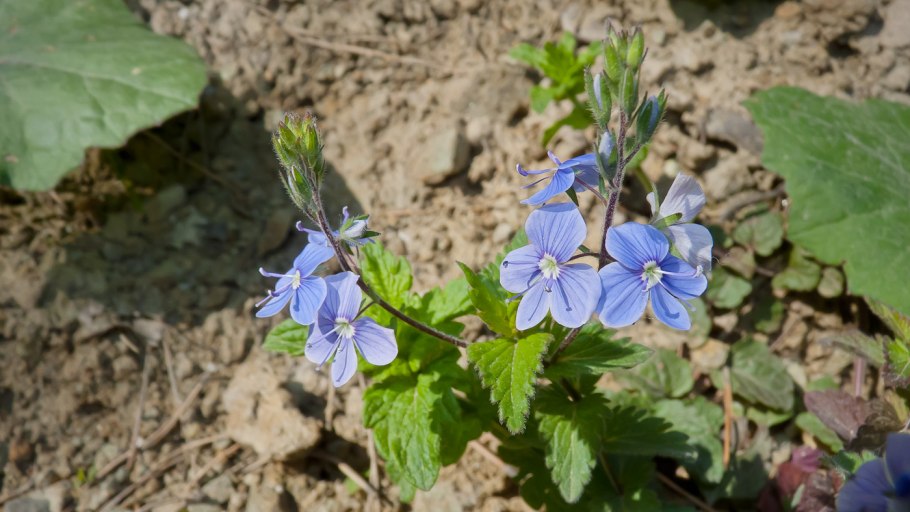 Вероника длиннолистная (Veronica longifolia &#96;Blue Tone&#96;)