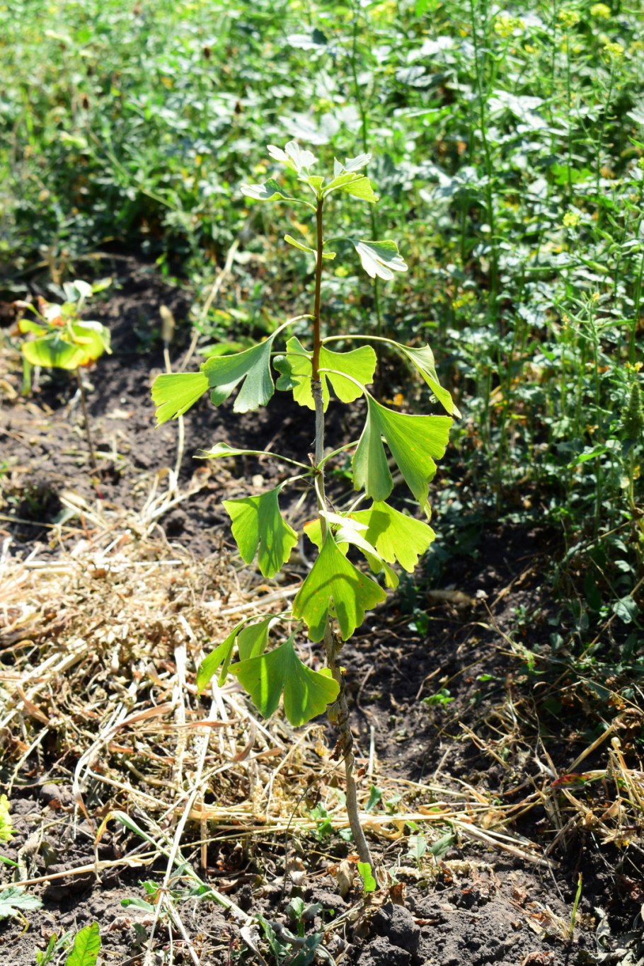 Вероника Хармони Лилак фэнтези