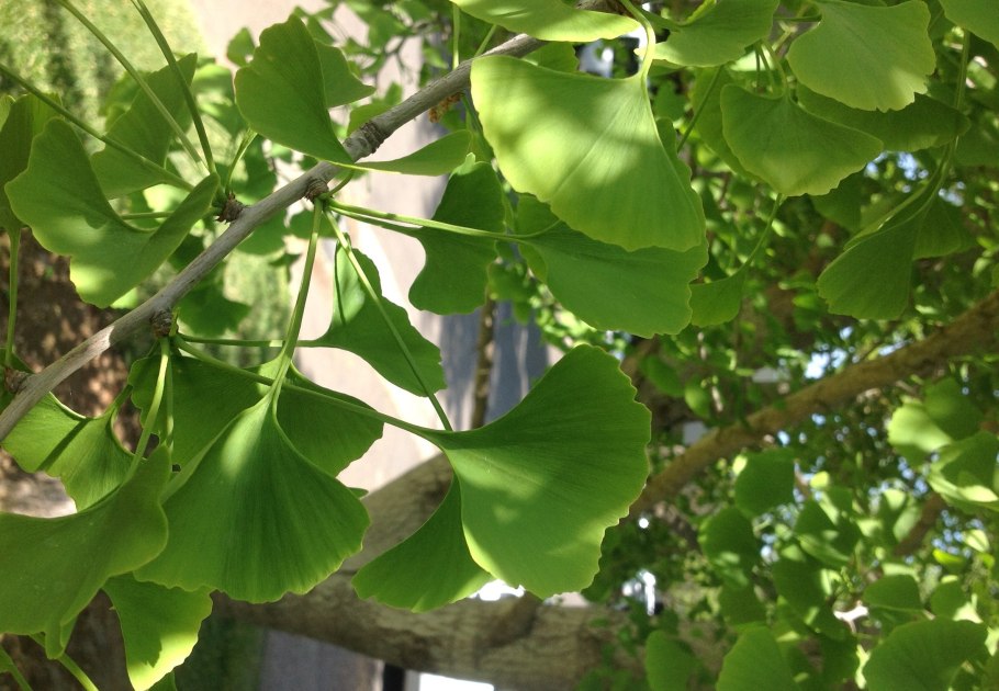 Veronica porphyriana