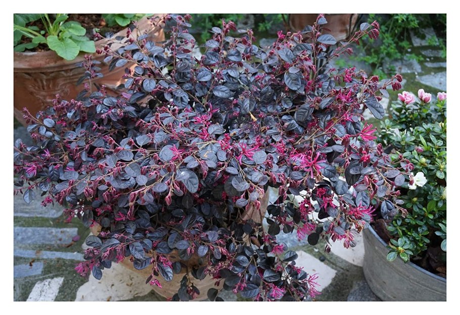 Loropetalum chinense Black Pearl