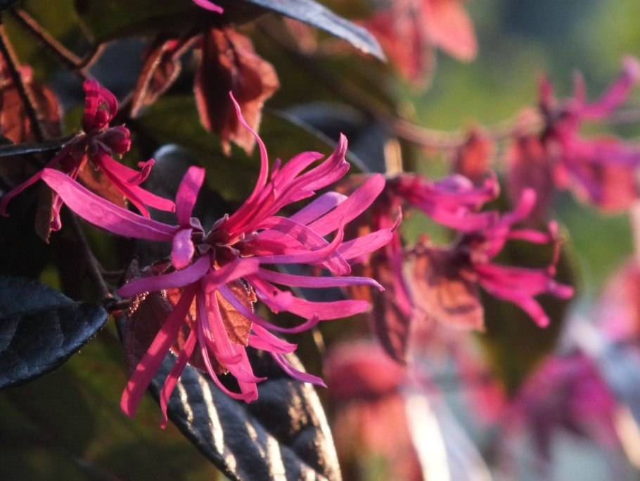 Loropetalum chinense rubrum