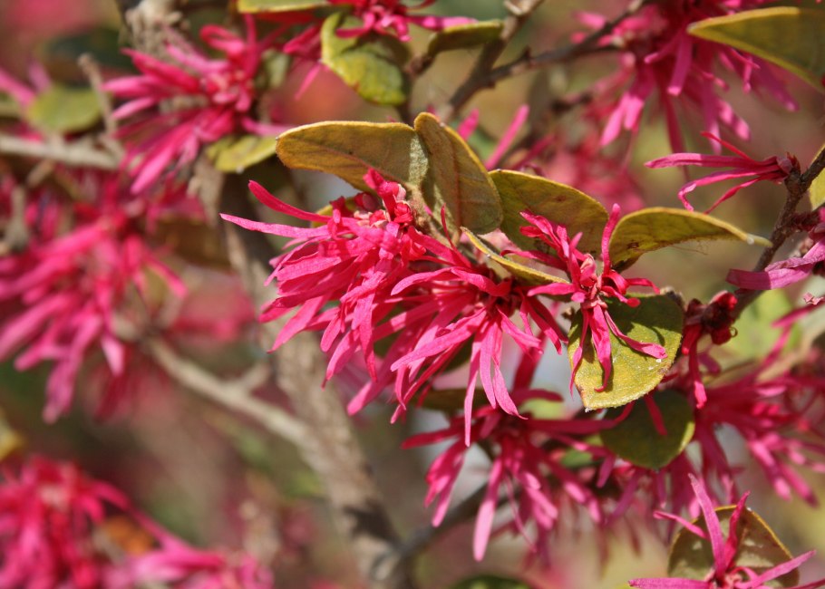 Loropetalum (Лоропеталум)