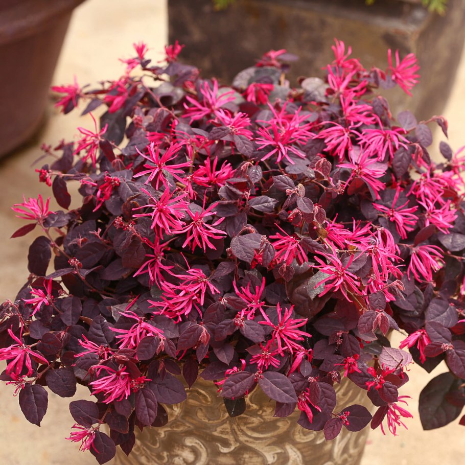 Loropetalum (Лоропеталум)