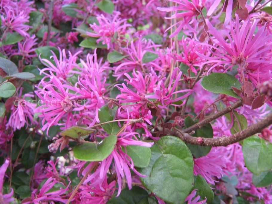 Loropetalum chinense