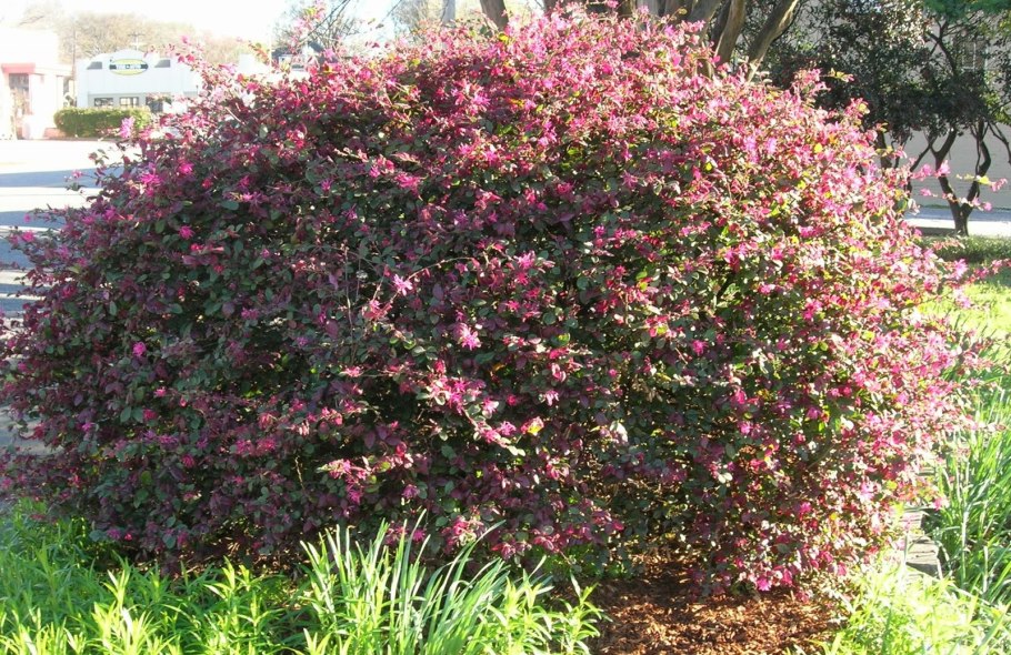 Лоропеталум "перпл Маджести"