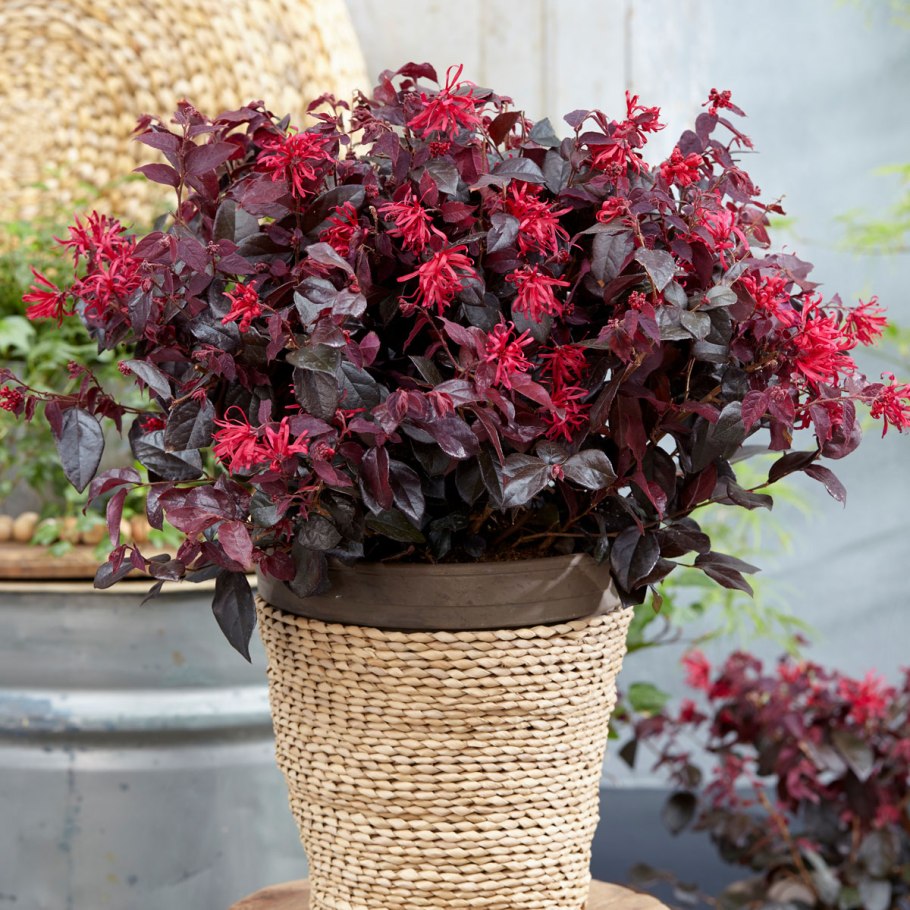 Лоропеталум китайский Блэк Перл