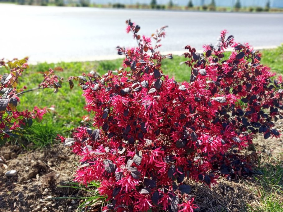 Лоропеталум Black Pearl