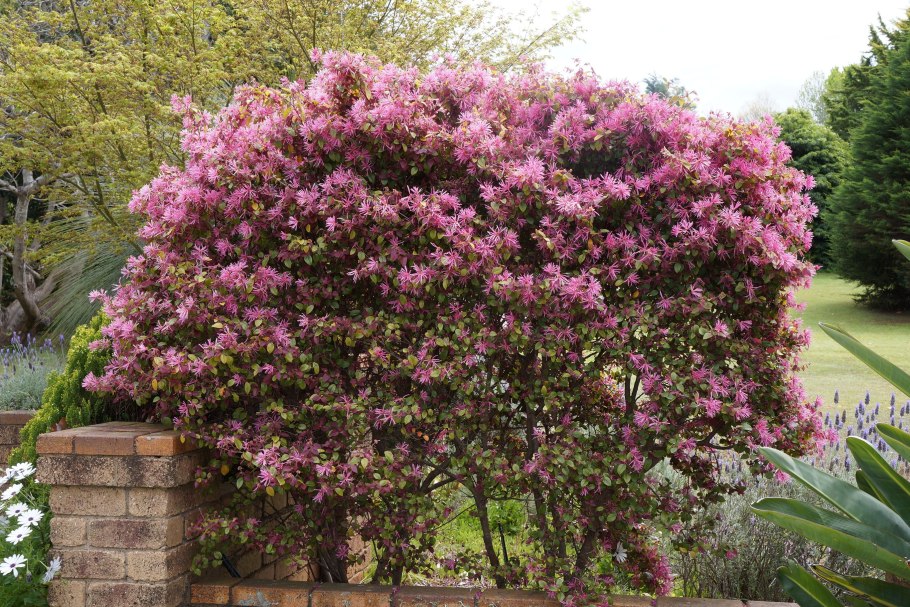 Ремнелепестник китайский фото