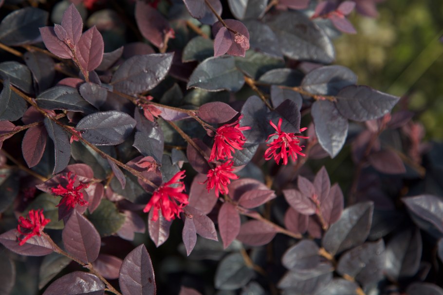 Loropetalum chinense