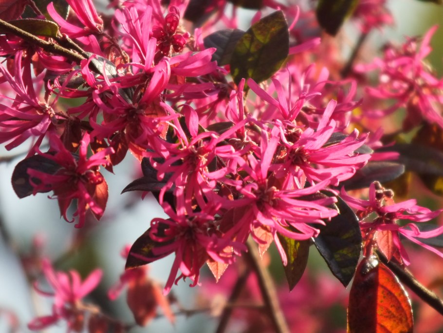 Лоропеталум белый