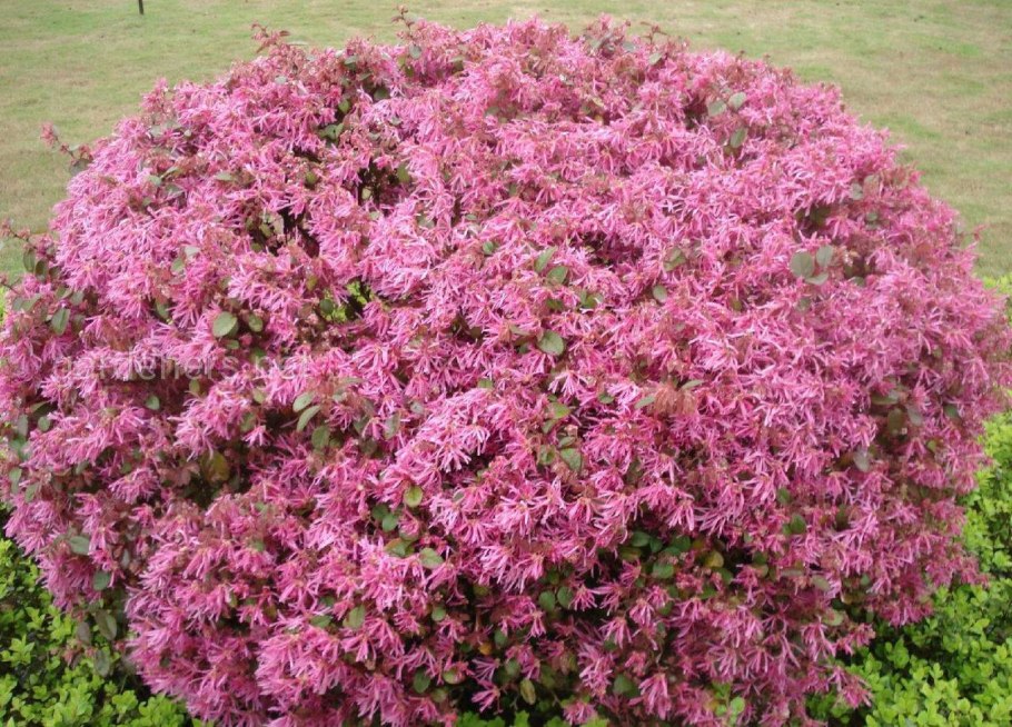 Лоропеталум китайский