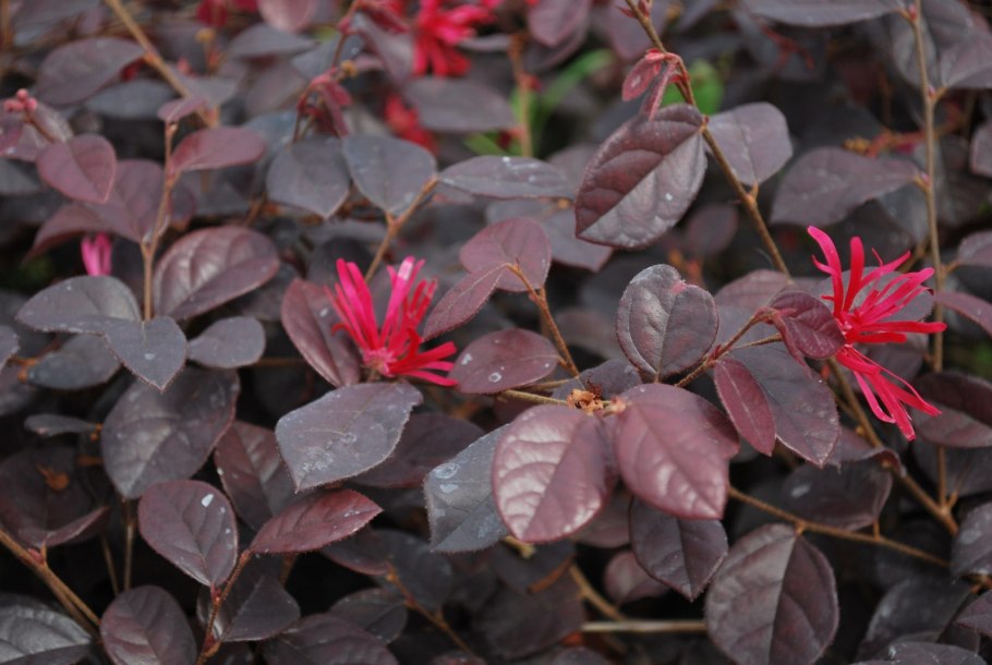 Лоропеталум Блэк Перл