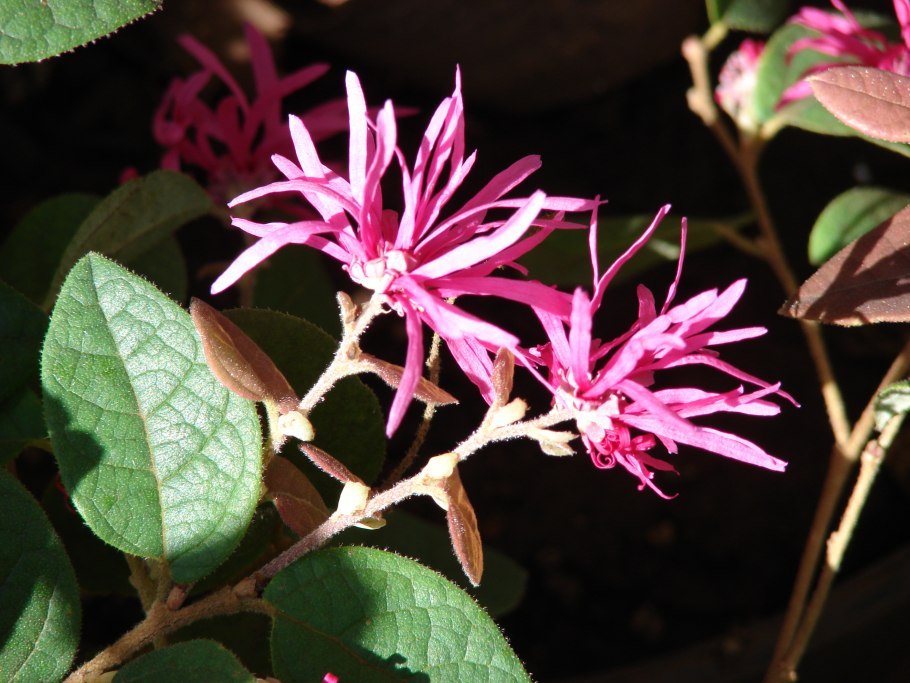 Loropetalum chinense