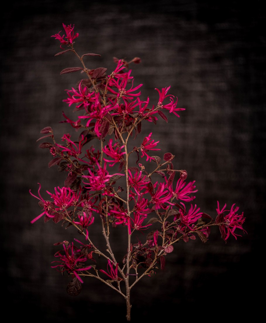 Лоропеталум китайский Блэк Перл