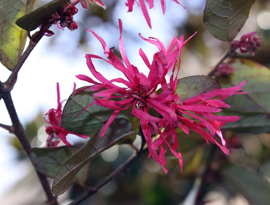 Лоропеталум китайский (сорт 'Papa's Red')