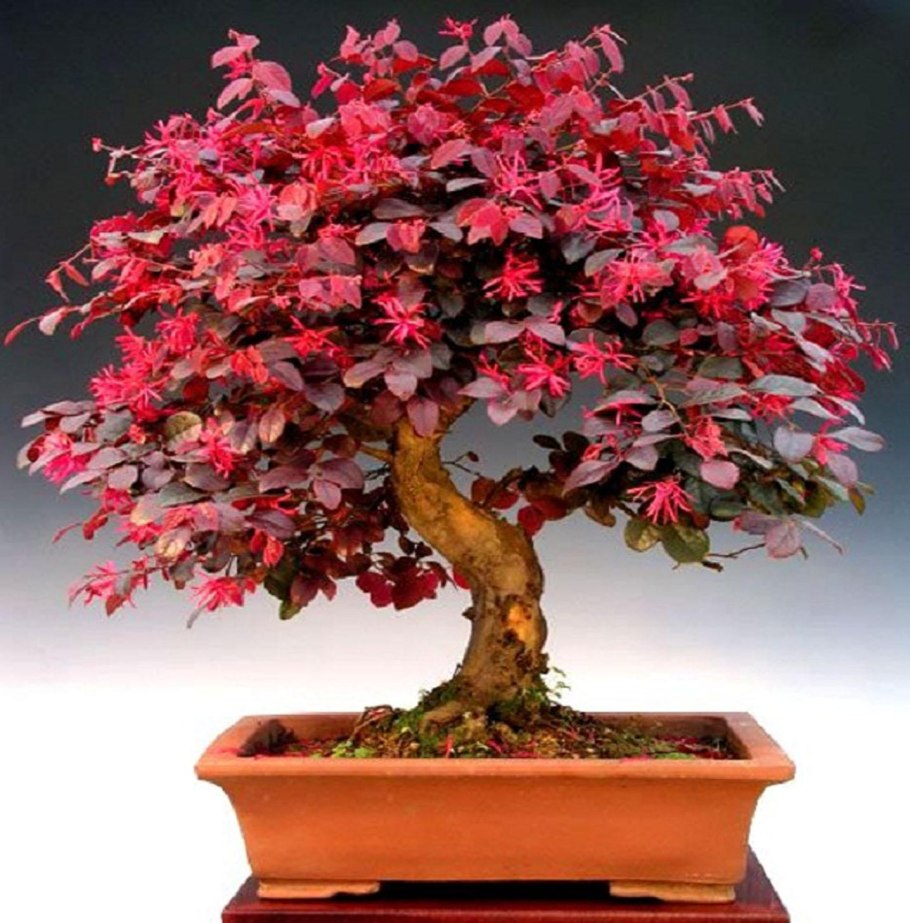 Loropetalum chinense бонсай