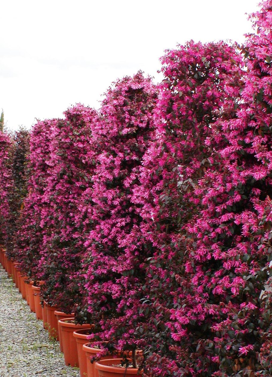Loropetalum chinense