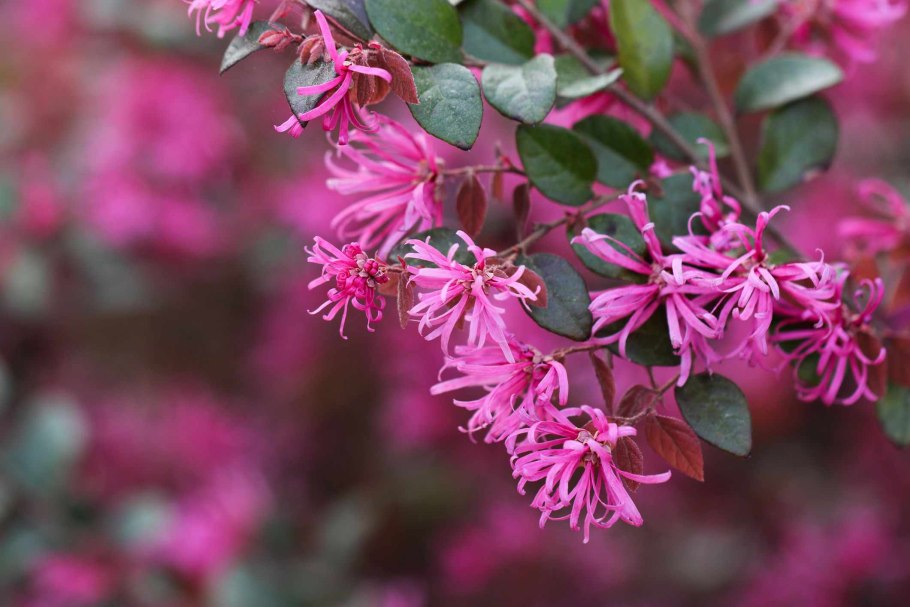 Боярышник фиолетовый выращивание