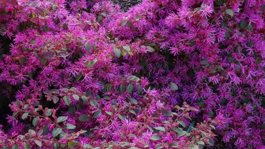 Loropetalum chinense