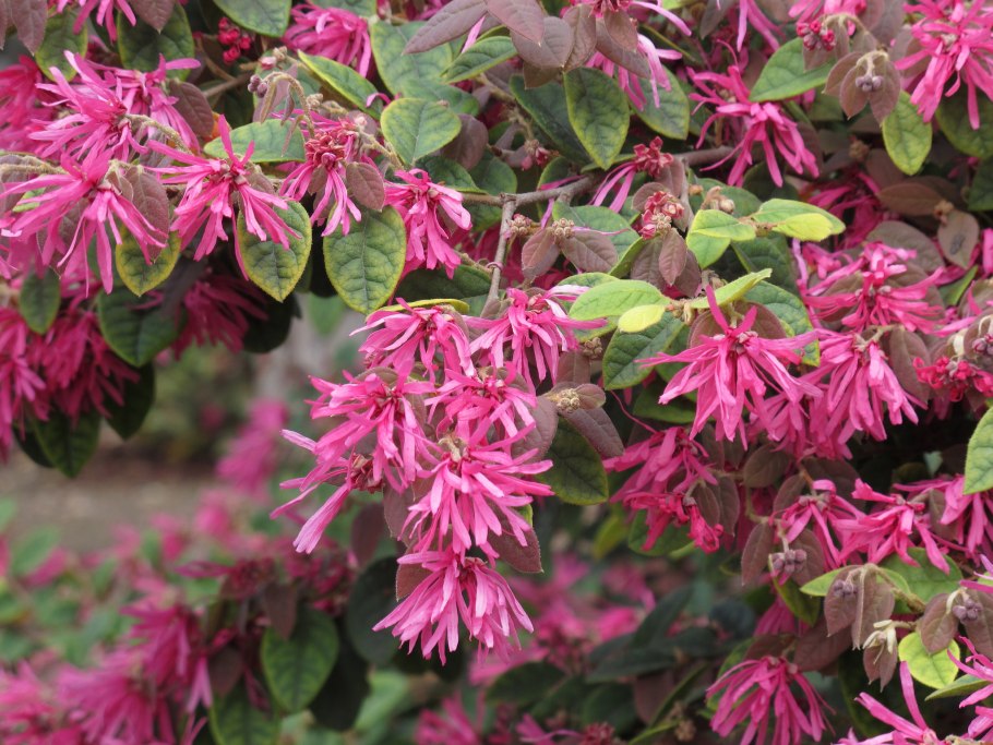 Лоропеталум Loropetalum chinense 9л