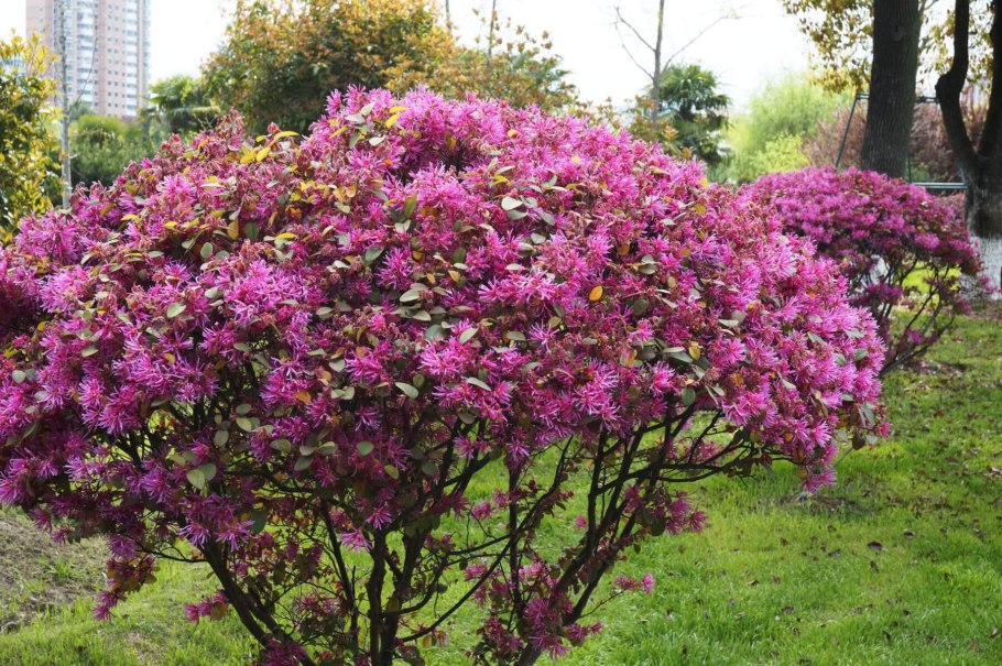 Кустарник Лоропеталум