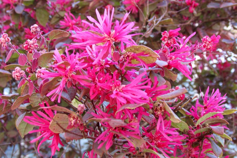 Loropetalum chinense rubrum