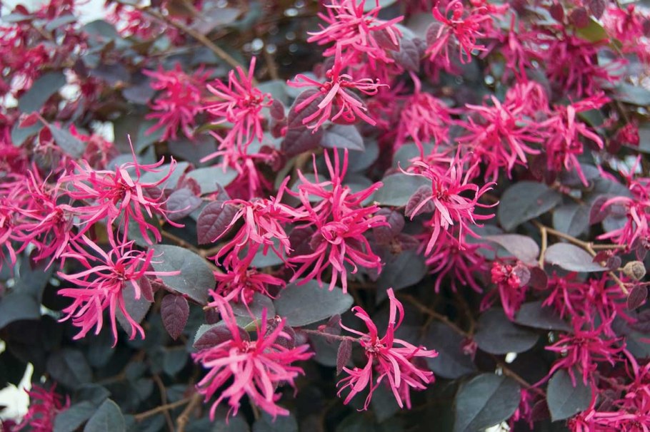 Лоропеталум китайский