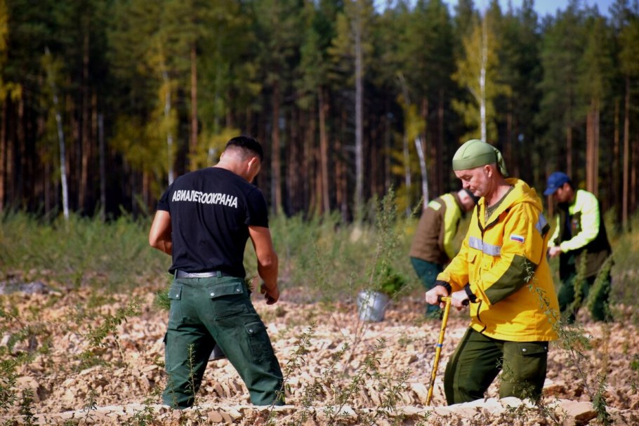 Лесное хозяйство