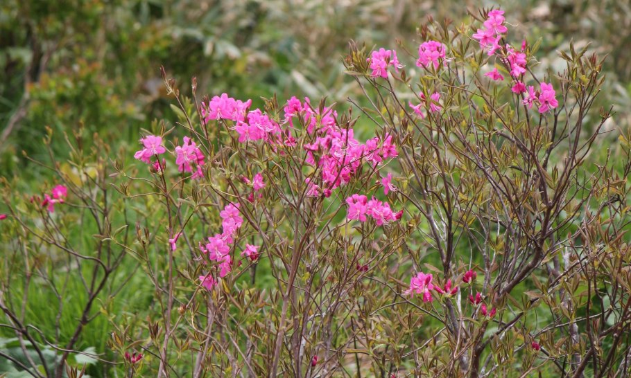Рододендрон ареал