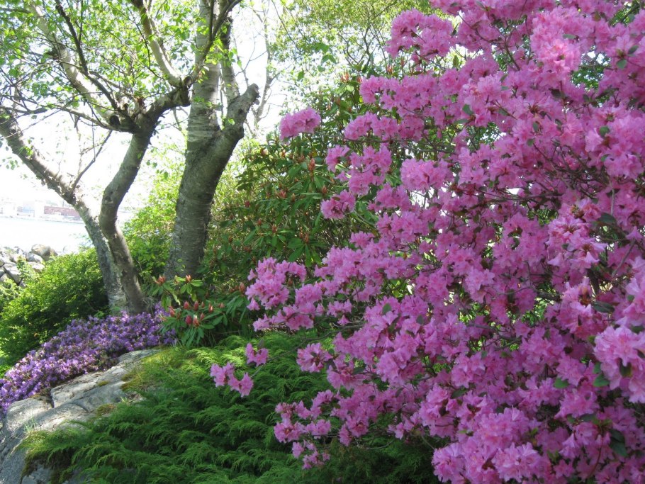 Красивый сад на даче сирень рододендроны и Жасмин