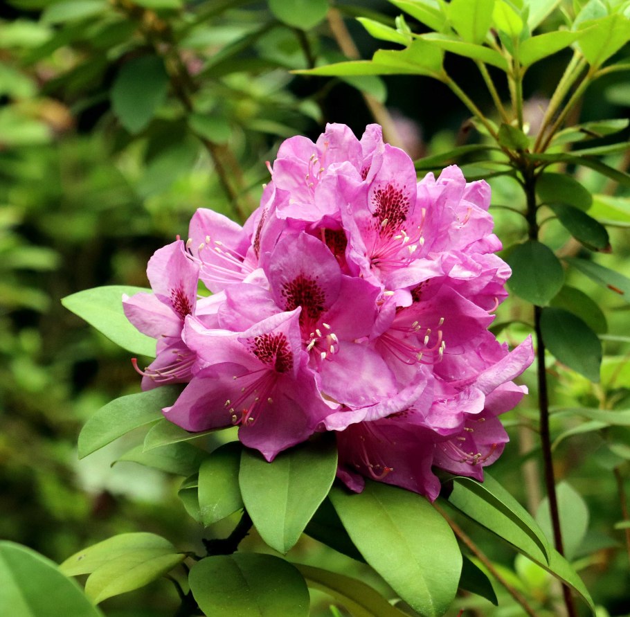Листопадный рододендрон Вазея