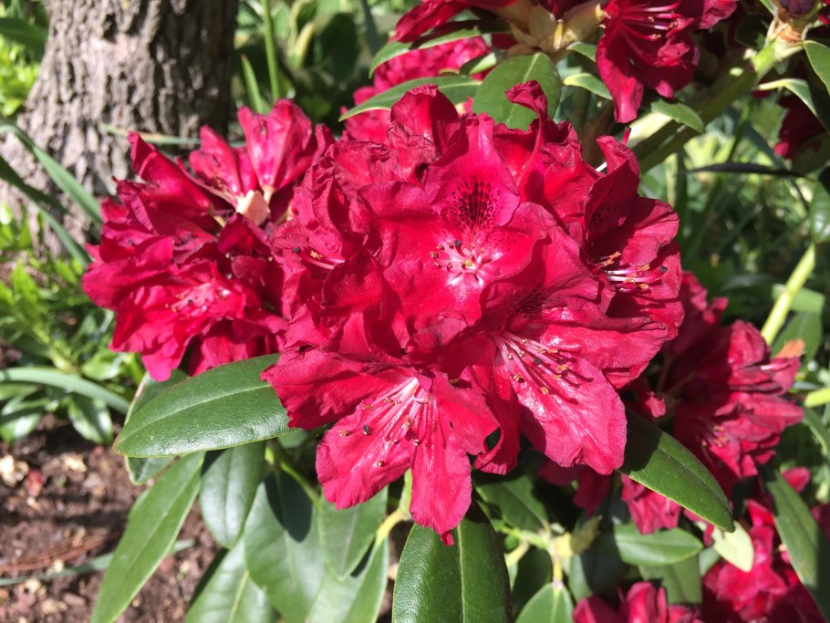 Rhododendron albrechtii
