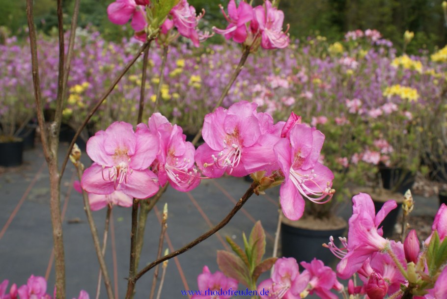 Рододе́ндрон Альбрехта