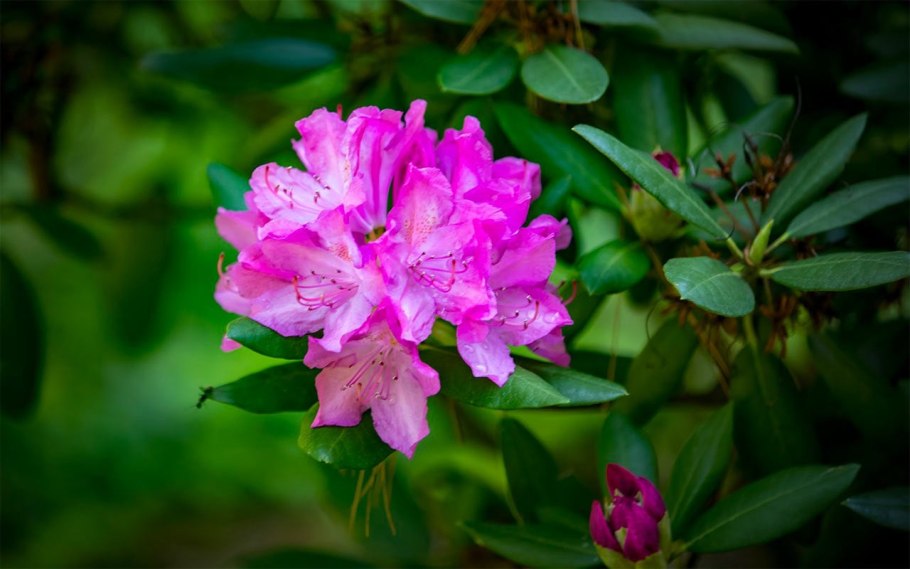 Rhododendron ferrugineum