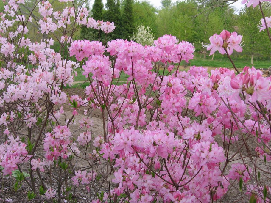 Рододендрон Azurika