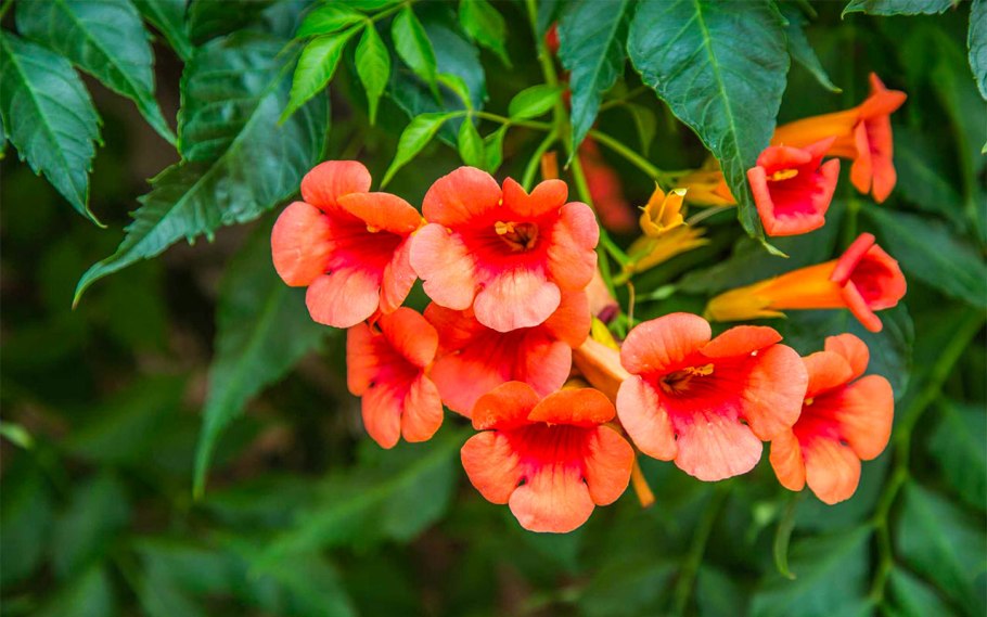 Текома золотистая