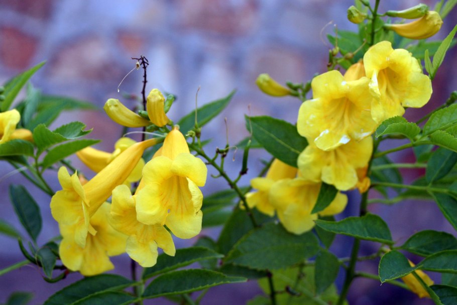 Кампсис комнатный