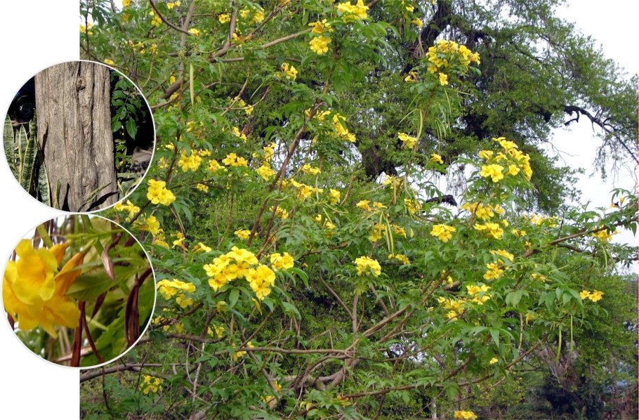 Tecoma Stans в домашних условиях